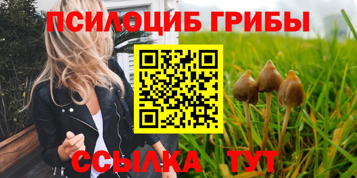 где найти   Вход с VPN  Видное  Галлюциногенные грибы Psilocybine cubensis 